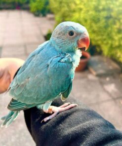 Parakeet (Blue) for Sale