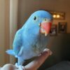 Parakeet for Sale (Bentley)