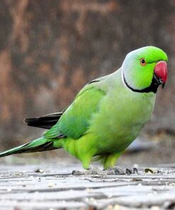 Indian Ring Neck Parrot - Green Female