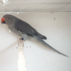 Indian Ring Neck Parrot - Grey