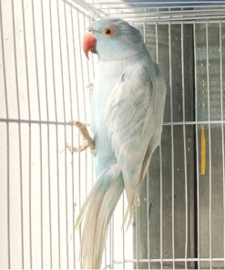Indian Ring Neck Parrot - Harlequin Pied Blue Female