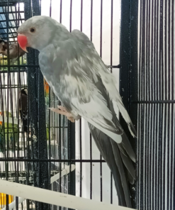 Indian Ring Neck Parrot - Harlequin Pied Grey Female