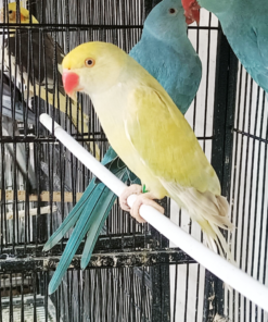 Indian Ring Neck Parrot - Harlequin Pied Yellow Female