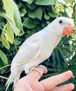 Indian Ring Neck Parrot - White Male