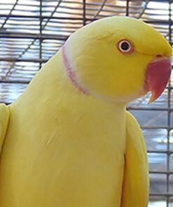 Indian Ring Neck Parrot - Yellow Female
